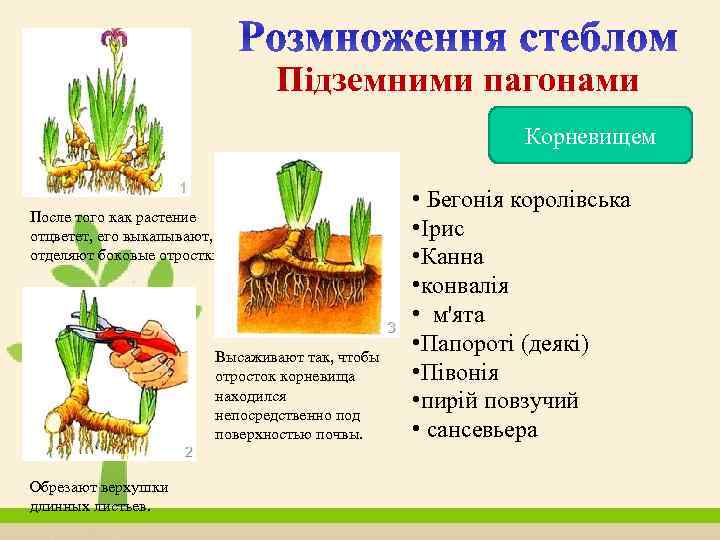 Підземними пагонами Корневищем После того как растение отцветет, его выкапывают, отделяют боковые отростки. Высаживают