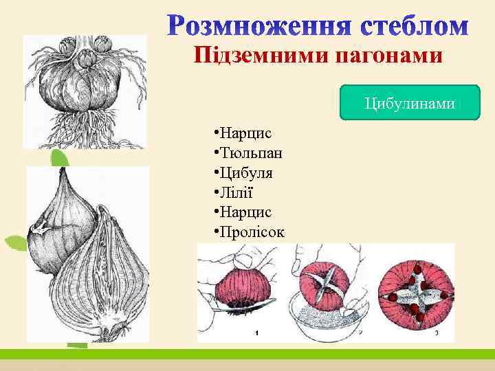 Підземними пагонами Цибулинами • Нарцис • Тюльпан • Цибуля • Лілії • Нарцис •