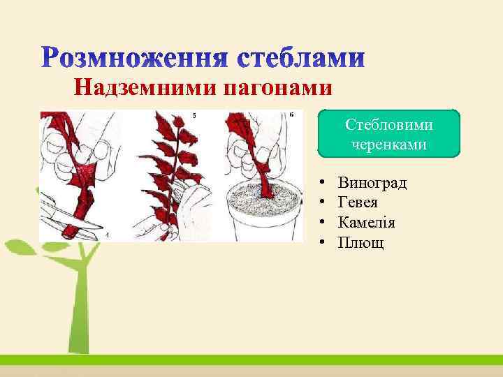 Надземними пагонами Стебловими черенками • Виноград • Гевея • Камелія • Плющ 