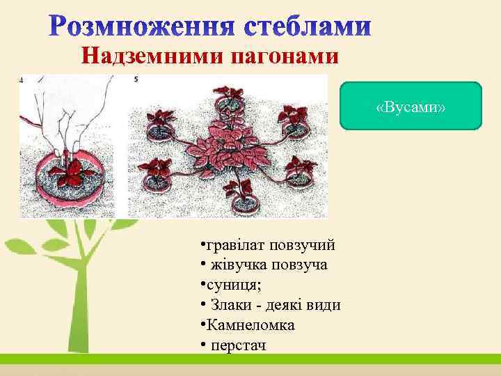 Надземними пагонами «Вусами» • гравілат повзучий • жівучка повзуча • суниця; • Злаки -