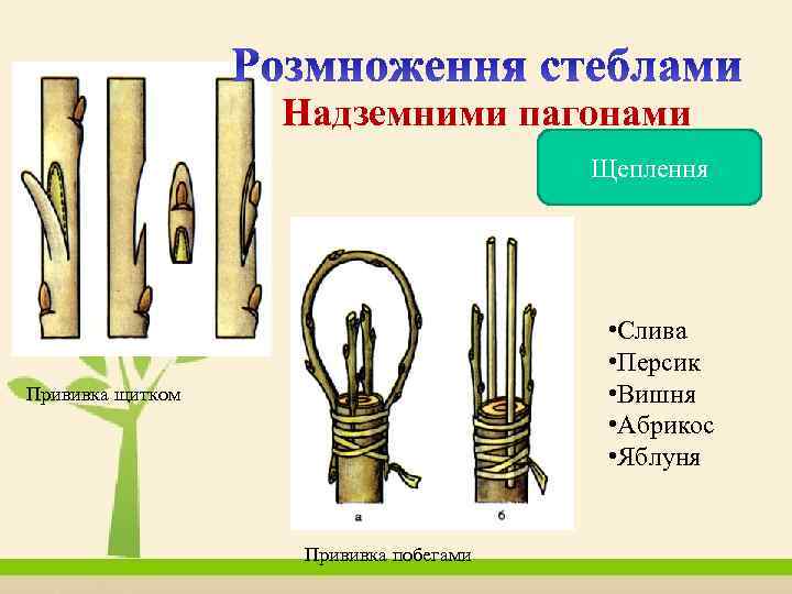 Надземними пагонами Щеплення • Слива • Персик • Вишня • Абрикос • Яблуня Прививка