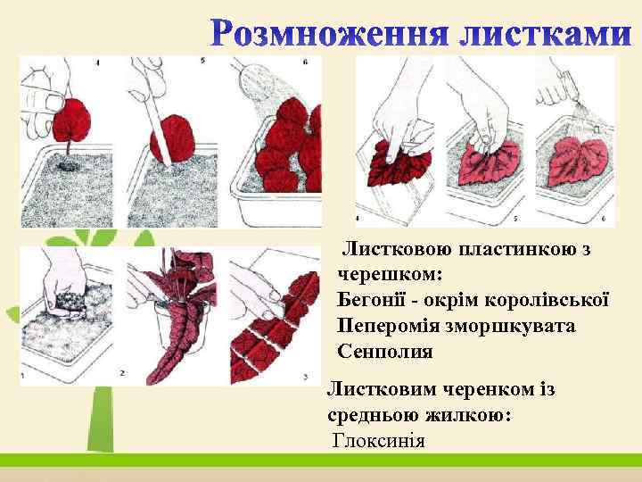  Листковою пластинкою з черешком: Бегонії - окрім королівської Пеперомія зморшкувата Сенполия Листковим черенком