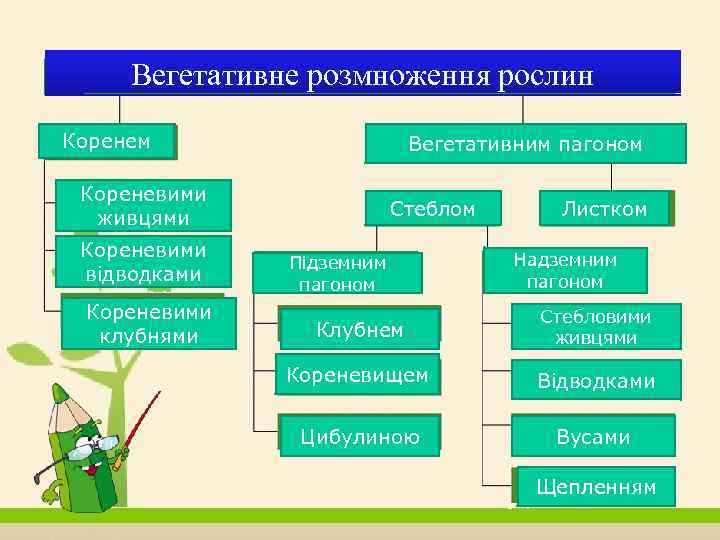 Вегетативне розмноження рослин Коренем Вегетативним пагоном Кореневими живцями Кореневими відводками Кореневими клубнями Стеблом Підземним