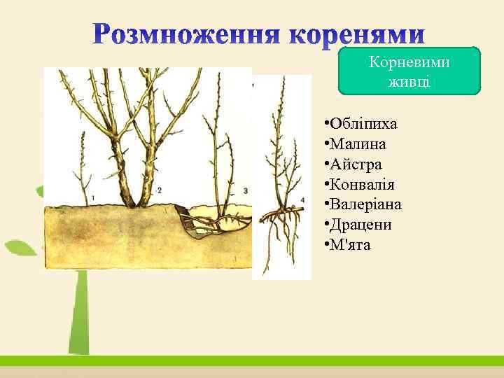 Корневими живці • Обліпиха • Малина • Айстра • Конвалія • Валеріана • Драцени