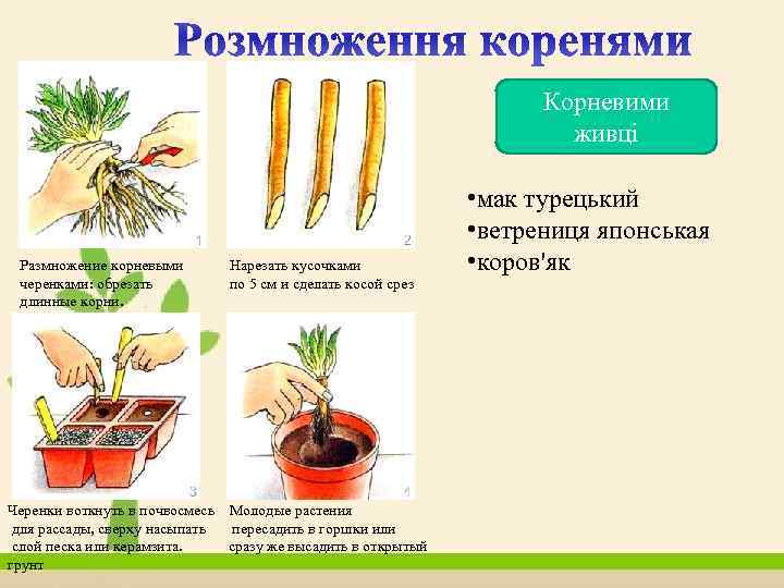 Корневими живці Размножение корневыми Нарезать кусочками черенками: обрезать по 5 см и сделать косой