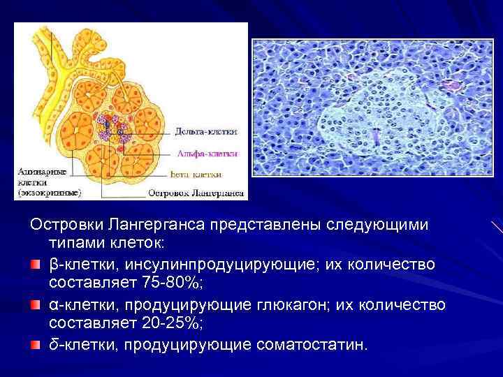 Эндокринные клетки островков лангерганса