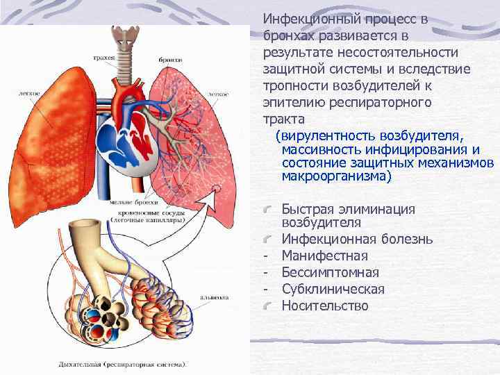 Инфекционный процесс в бронхах развивается в результате несостоятельности защитной системы и вследствие тропности возбудителей