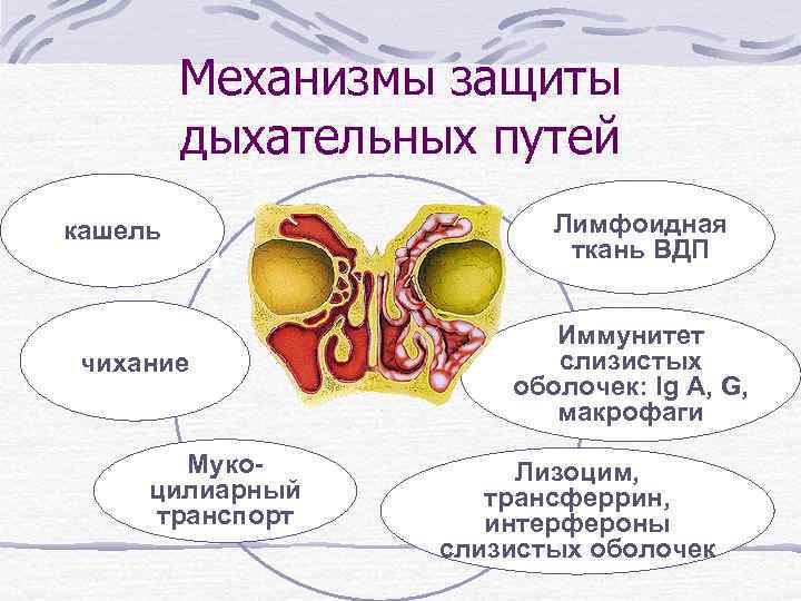 Механизмы защиты дыхательных путей кашель чихание Мукоцилиарный транспорт Лимфоидная ткань ВДП Иммунитет слизистых оболочек: