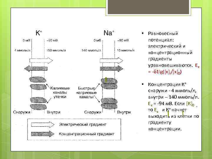  • Равновесный потенциал: электрический и концентрационный градиенты уравновешиваются. Ех = -61 lg([x]i/[x]0) •