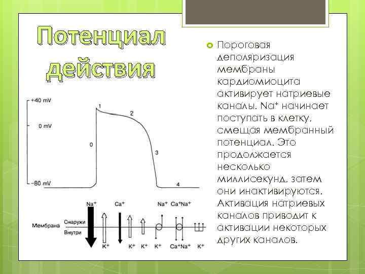 Потенциал действия Пороговая деполяризация мембраны кардиомиоцита активирует натриевые каналы. Na+ начинает поступать в клетку,