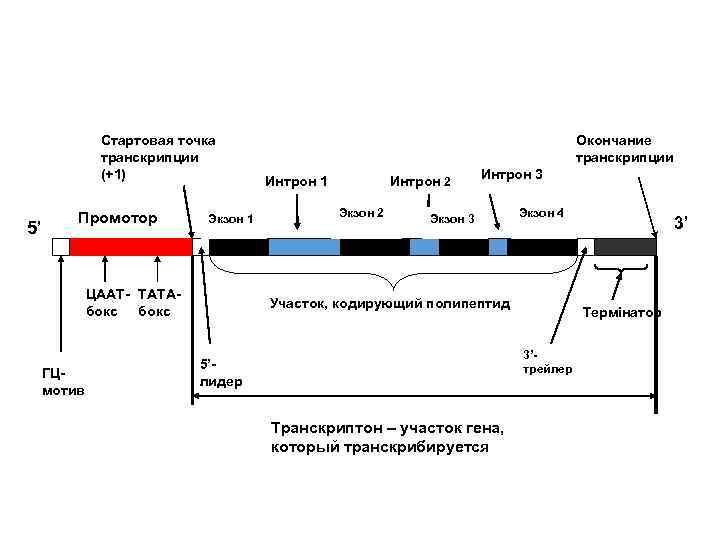 Стартовая точка транскрипции (+1) 5’ Промотор Экзон 1 ЦААТ- ТАТАбокс ГЦмотив Окончание транскрипции Интрон