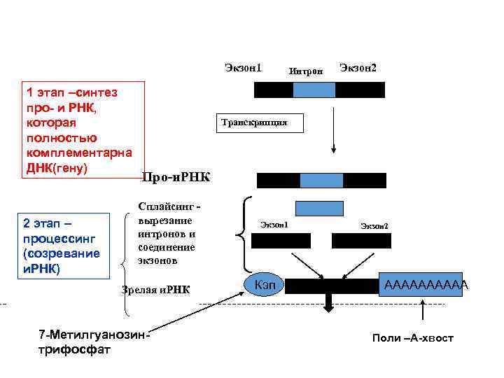 Экзон 1 1 этап –синтез про- и РНК, которая полностью комплементарна ДНК(гену) 2 этап