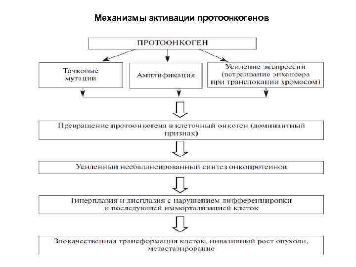 Механизмы активации протоонкогенов 