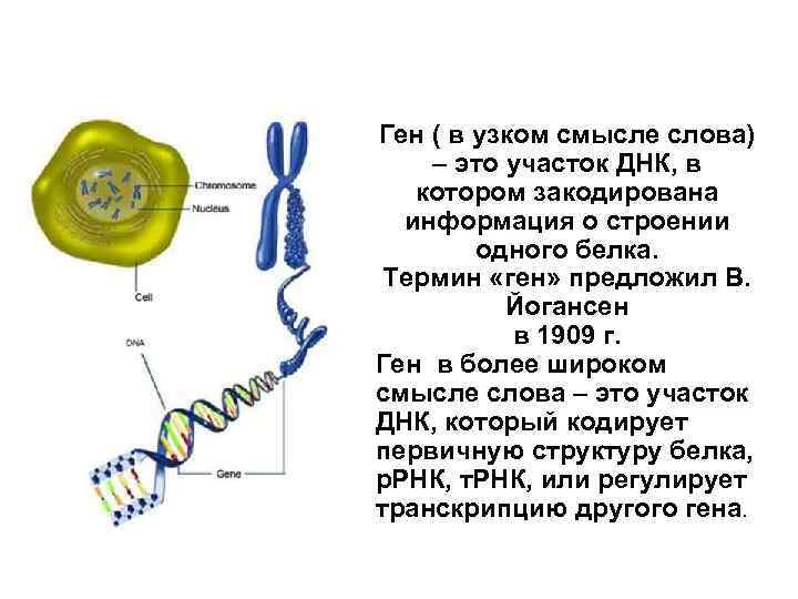 Ген ( в узком смысле слова) – это участок ДНК, в котором закодирована информация