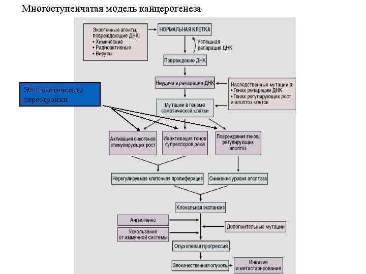 Многоступенчатая модель канцерогенеза Эпигенетическте перестройки 