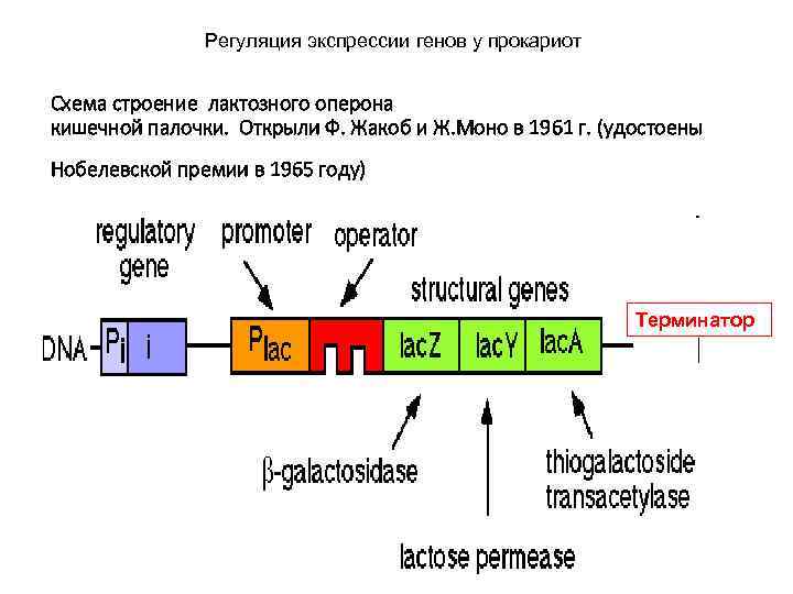 Строение оперона схема ф жакоба и ж моно