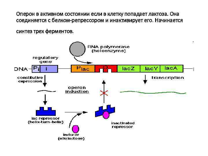 Оперон в активном состоянии если в клетку попадает лактоза. Она соединяется с белком-репрессором и