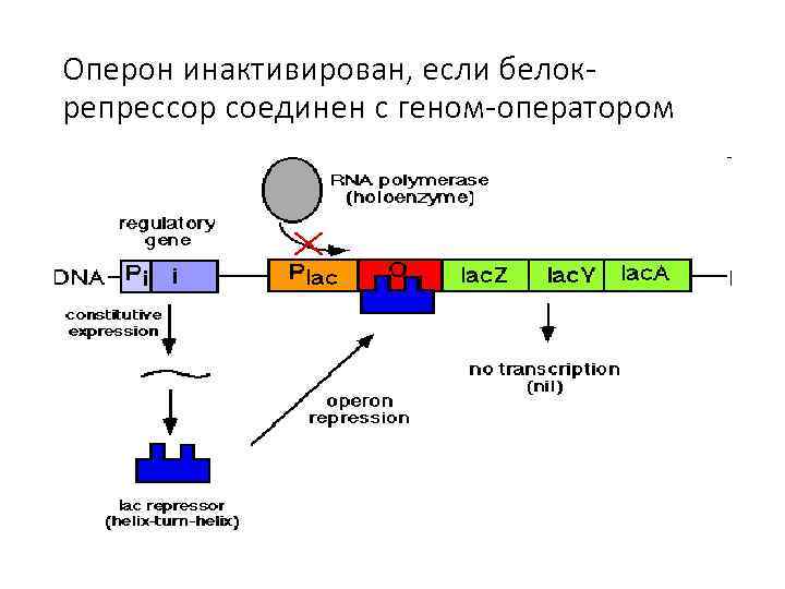 Оперон инактивирован, если белокрепрессор соединен с геном-оператором 