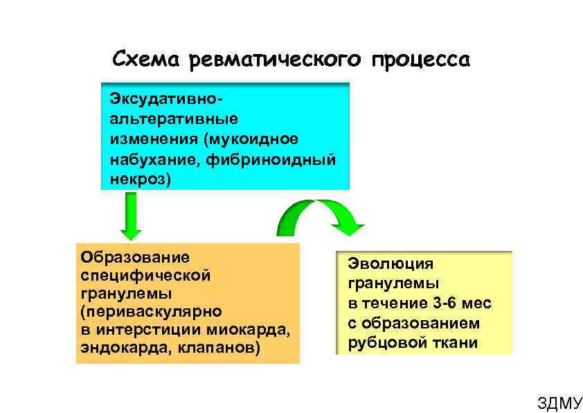 Схема ревматического процесса Эксудативно- альтеративные изменения (мукоидное набухание, фибриноидный некроз) Образование специфической гранулемы (периваскулярно