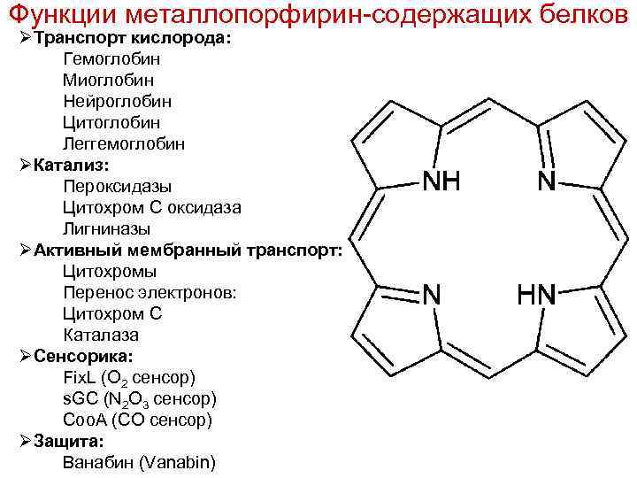 Функции металлопорфирин-содержащих белков ØТранспорт кислорода: Гемоглобин Миоглобин Нейроглобин Цитоглобин Леггемоглобин ØКатализ: Пероксидазы Цитохром С