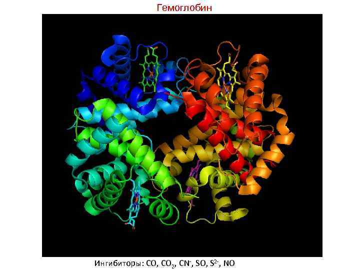Гемоглобин Ингибиторы: CO, CO 2, CN-, SO, S 2 -, NO 