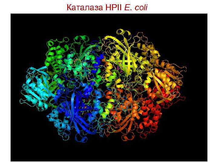 Каталаза HPII E. coli 