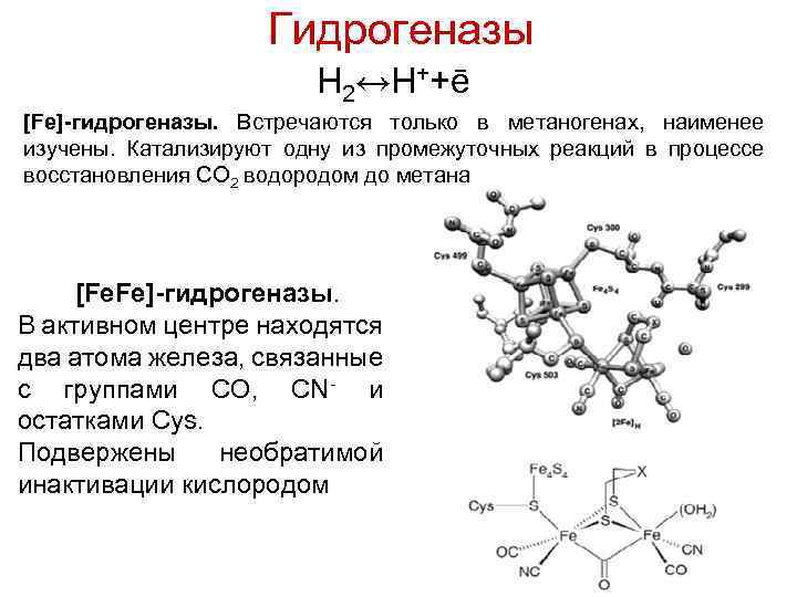 Гидрогеназы H 2↔H++ē [Fe]-гидрогеназы. Встречаются только в метаногенах, наименее изучены. Катализируют одну из промежуточных