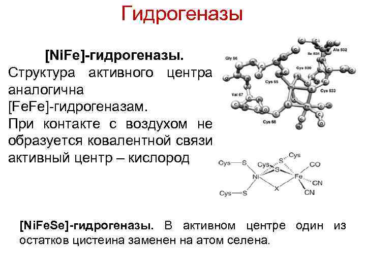 Гидрогеназы [Ni. Fe]-гидрогеназы. Структура активного центра аналогична [Fe. Fe]-гидрогеназам. При контакте с воздухом не