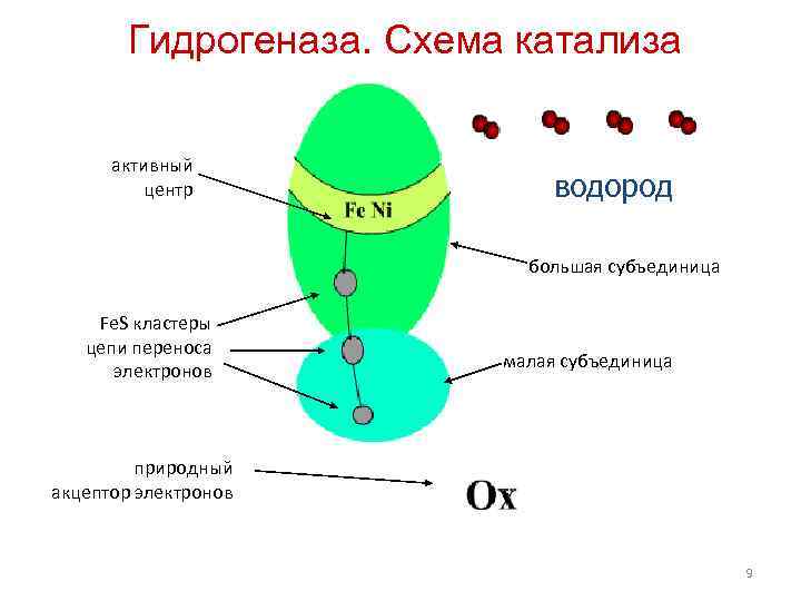 Гидрогеназа. Схема катализа активный центр водород большая субъединица Fe. S кластеры цепи переноса электронов