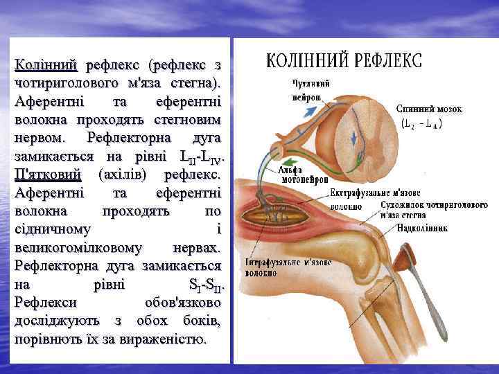 Колінний рефлекс (рефлекс з чотириголового м'яза стегна). Аферентні та еферентні волокна проходять стегновим нервом.