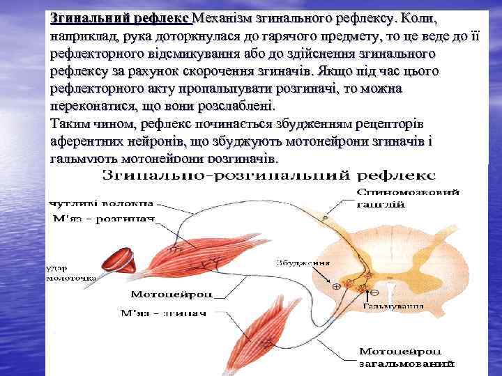 Згинальний рефлекс Механізм згинального рефлексу. Коли, наприклад, рука доторкнулася до гарячого предмету, то це