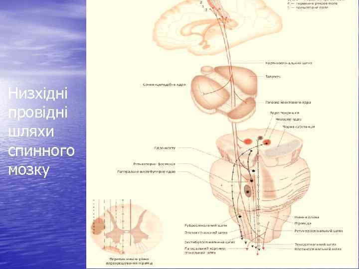 Низхідні провідні шляхи спинного мозку 