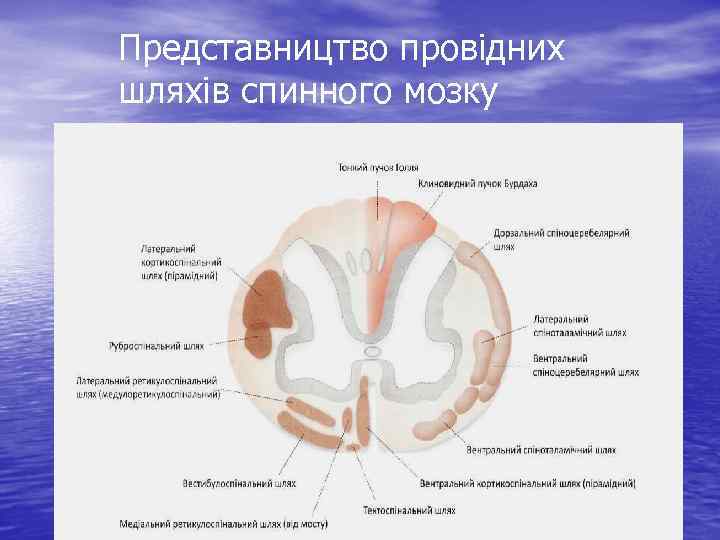 Представництво провідних шляхів спинного мозку 