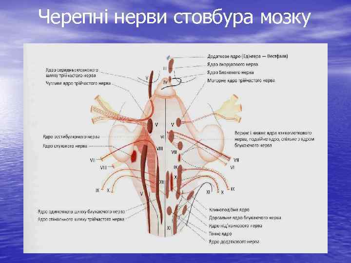 Черепні нерви стовбура мозку 