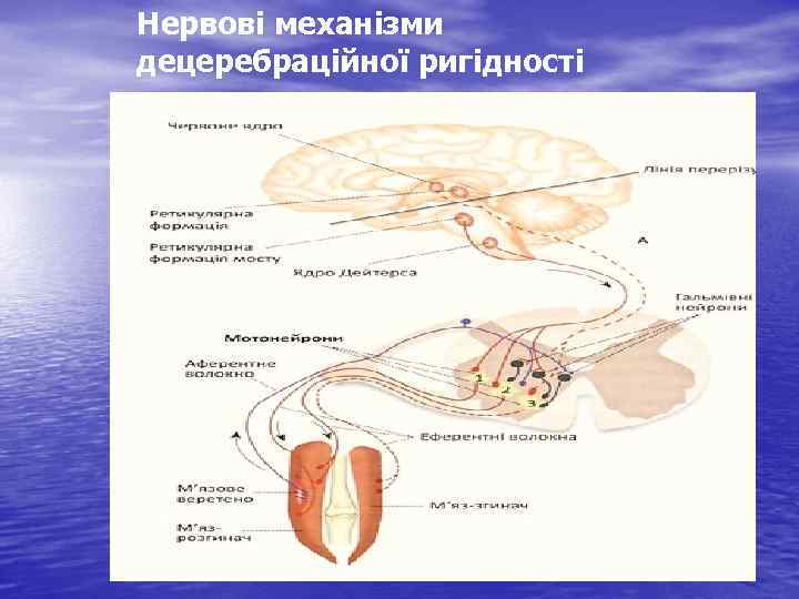Нервові механізми децеребраційної ригідності 