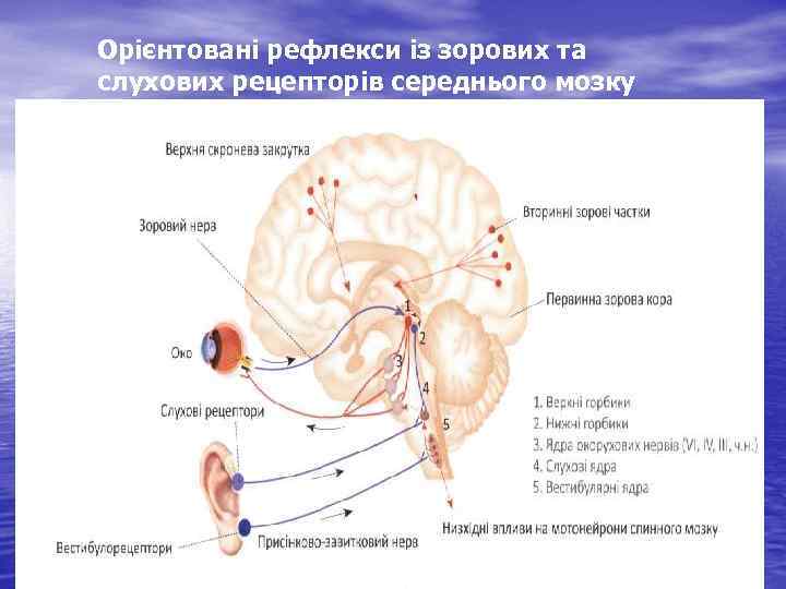 Орієнтовані рефлекси із зорових та слухових рецепторів середнього мозку 