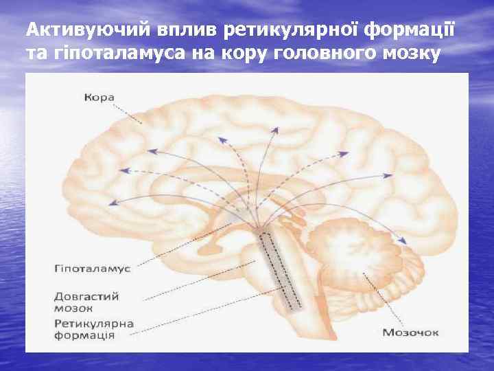 Активуючий вплив ретикулярної формації та гіпоталамуса на кору головного мозку 