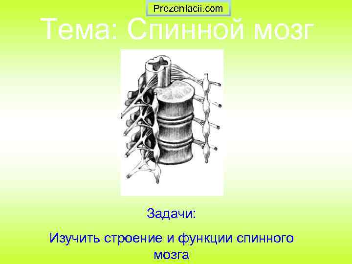 Prezentacii. com Тема: Спинной мозг Задачи: Изучить строение и функции спинного мозга 