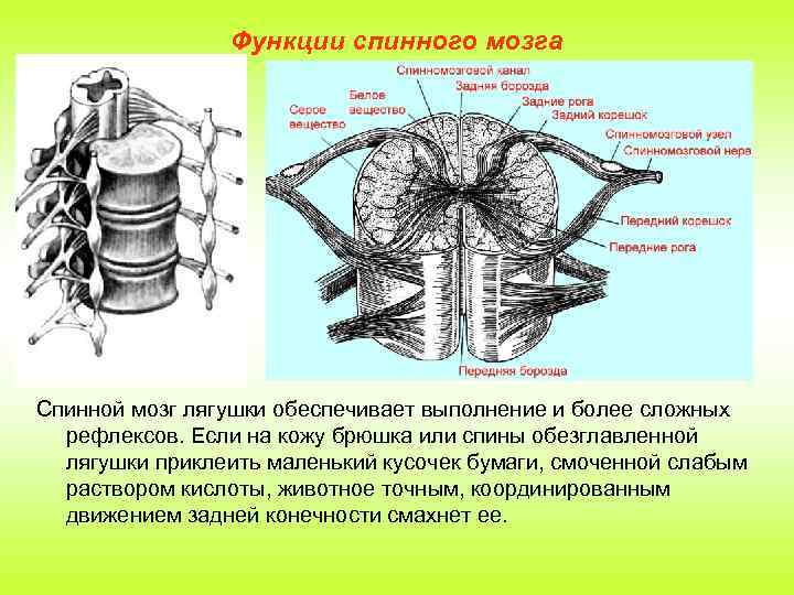 Функции спинного мозга Спинной мозг лягушки обеспечивает выполнение и более сложных рефлексов. Если на