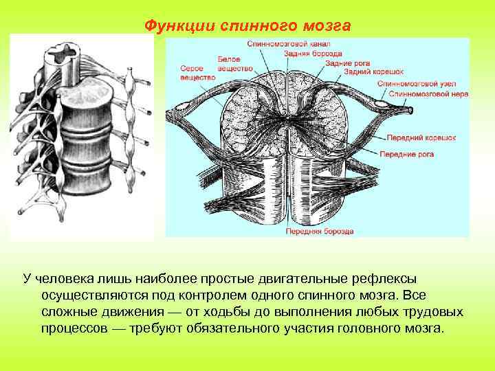 Функции спинного мозга У человека лишь наиболее простые двигательные рефлексы осуществляются под контролем одного