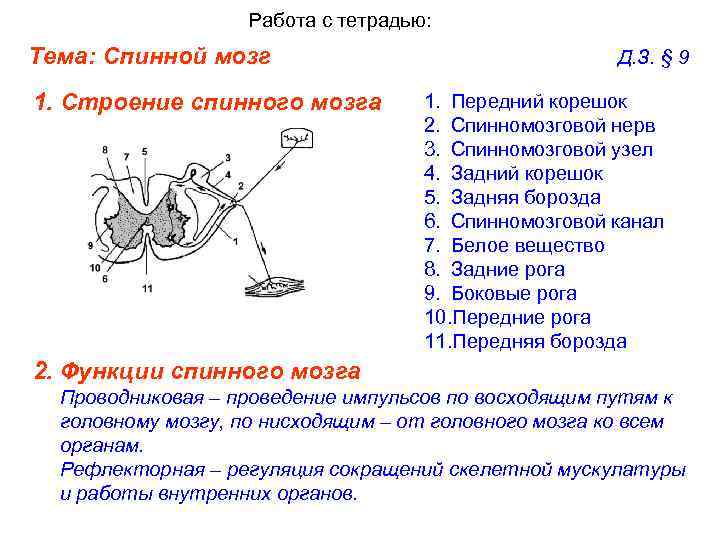 Работа с тетрадью: Тема: Спинной мозг 1. Строение спинного мозга Д. З. § 9