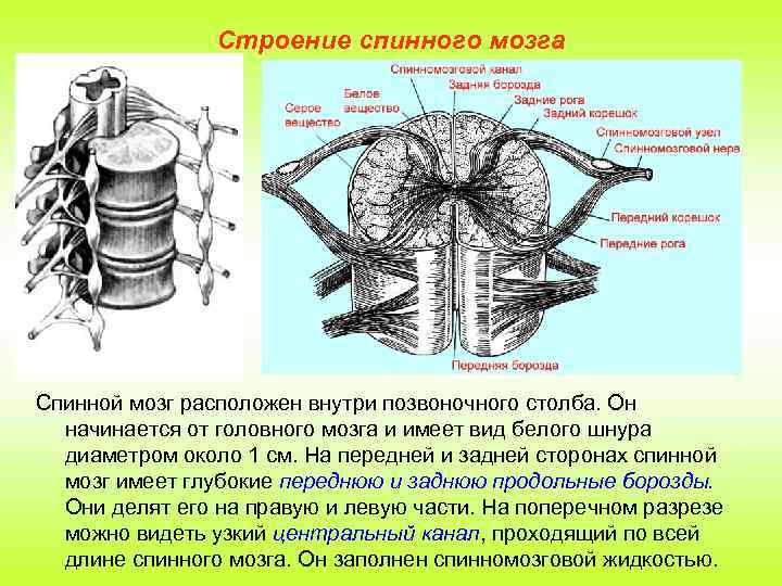 Строение спинного мозга Спинной мозг расположен внутри позвоночного столба. Он начинается от головного мозга