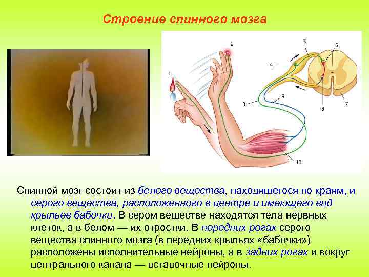 Строение спинного мозга Спинной мозг состоит из белого вещества, находящегося по краям, и серого