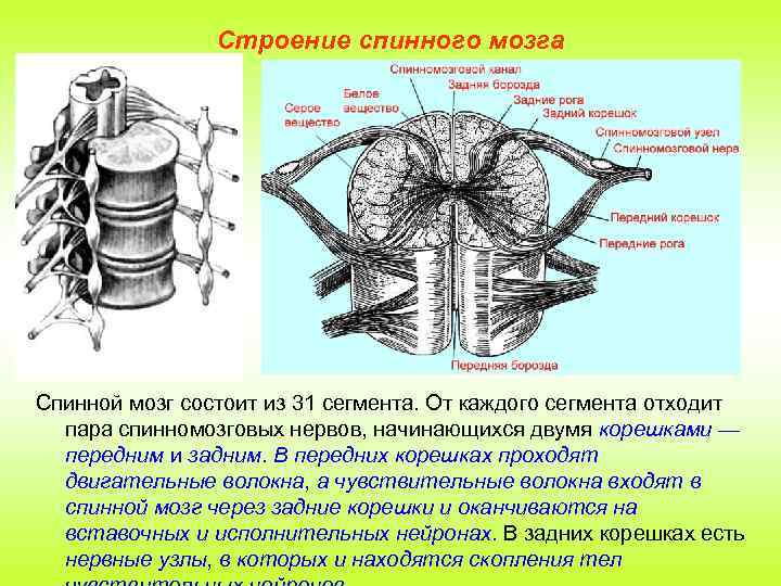 Строение спинного мозга Спинной мозг состоит из 31 сегмента. От каждого сегмента отходит пара