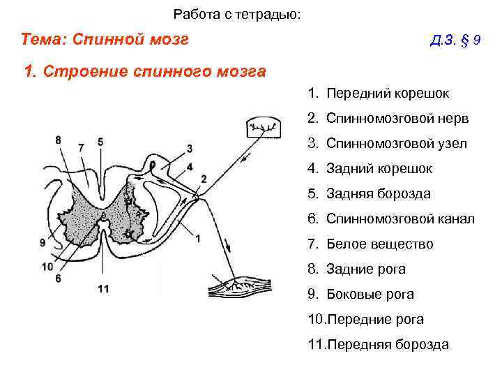 Работа с тетрадью: Тема: Спинной мозг Д. З. § 9 1. Строение спинного мозга