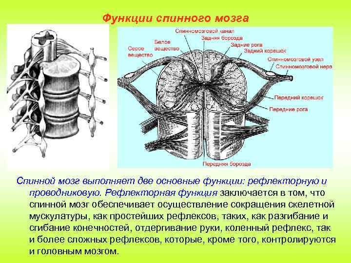 Функции спинного мозга Спинной мозг выполняет две основные функции: рефлекторную и проводниковую. Рефлекторная функция