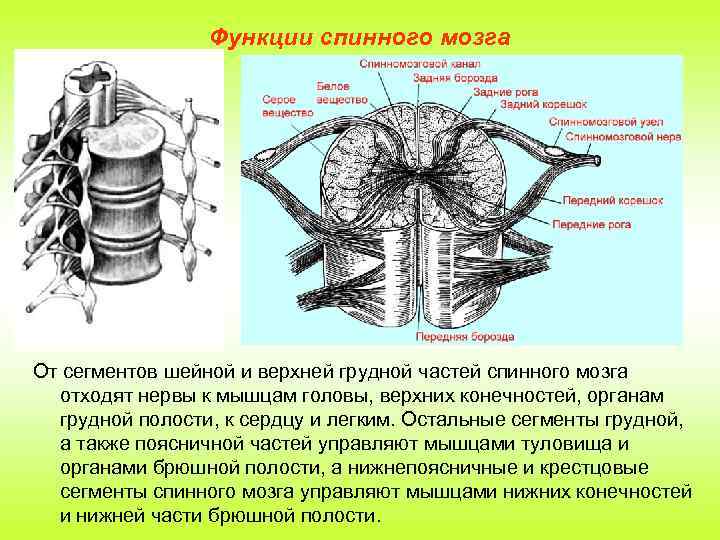 Функции спинного мозга От сегментов шейной и верхней грудной частей спинного мозга отходят нервы