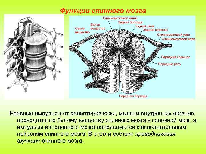 Функции спинного мозга Нервные импульсы от рецепторов кожи, мышц и внутренних органов проводятся по