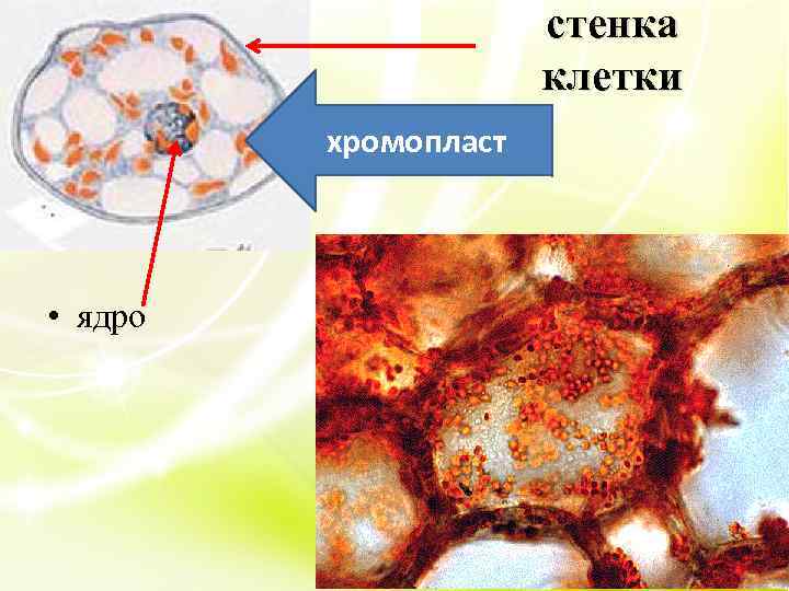 стенка клетки хромопласт • ядро 