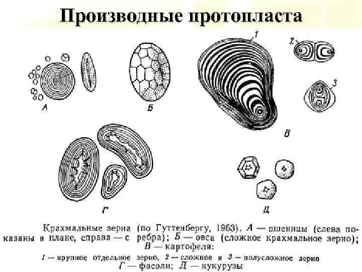 Строение клетки картофеля